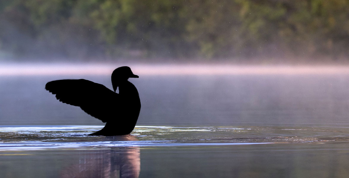 A bird's silhouette over a blurred background of a still body of water and lush green trees.