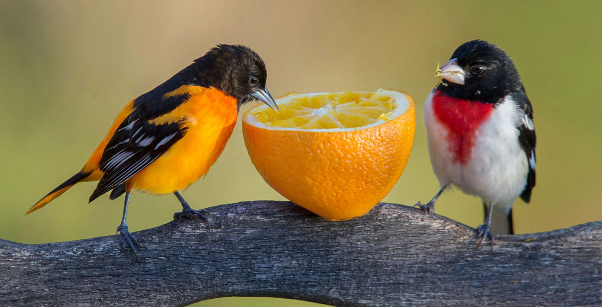 Baltimore Oriole and Rose-breasted Grosbeak.