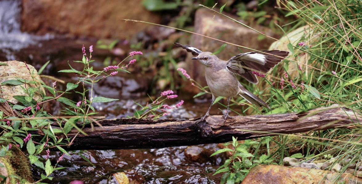 Northern Mockingbird.