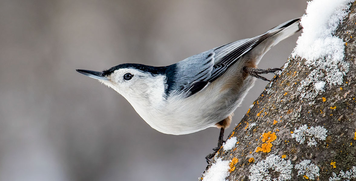 White-breasted Nuthatch.