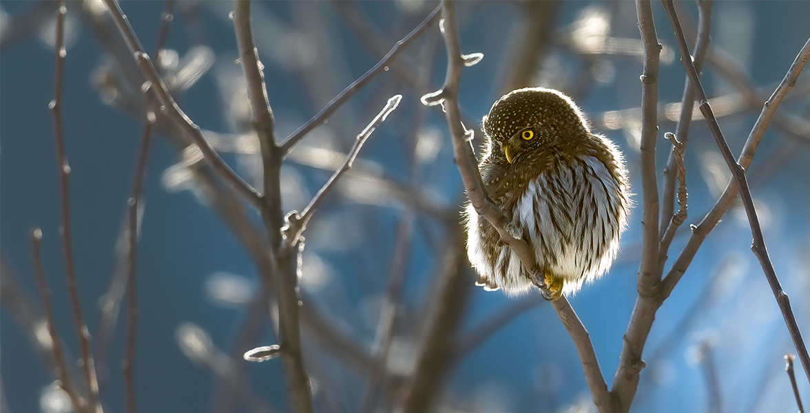 Northern Pygmy-Owl.