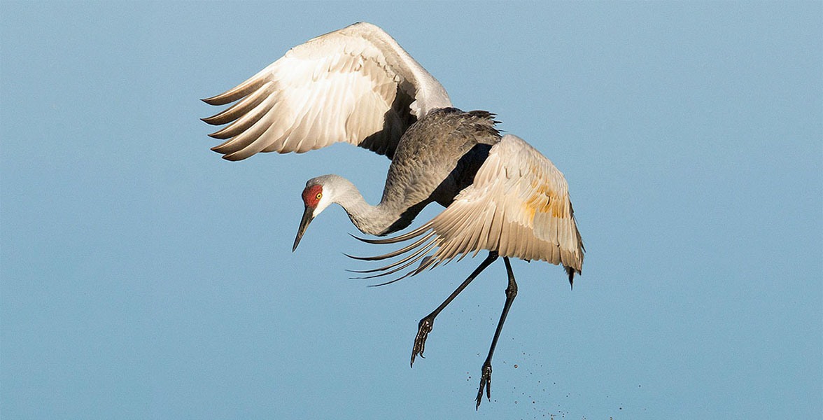 Sandhill Crane.