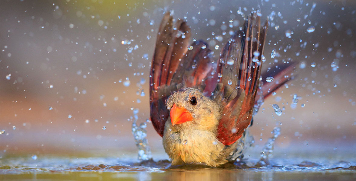 Northern Cardinal.