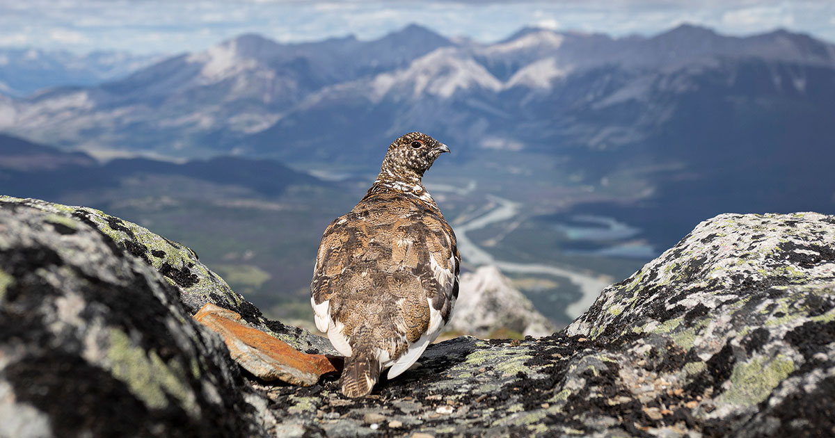 White-tailed Ptarmigan.