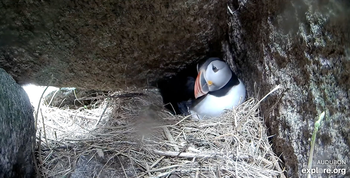 An Atlantic Puffin incubates an egg in their burrow.