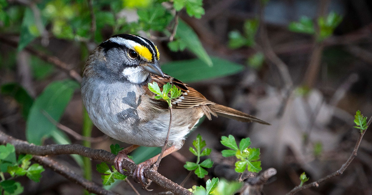 A White-throated Sparrow perched on a tree branch.