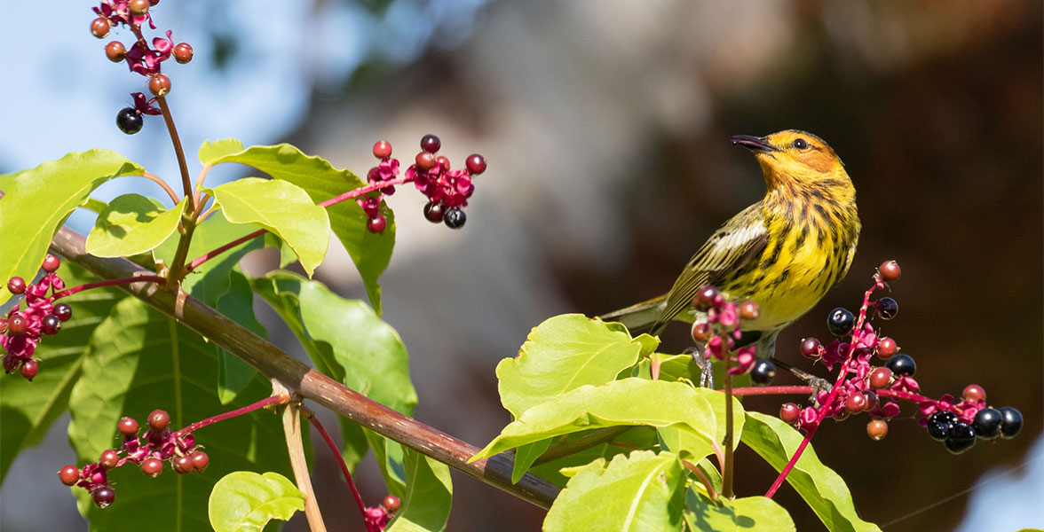 Cape May Warbler on Hoopvine.