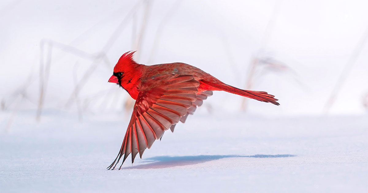 Northern Cardinal.