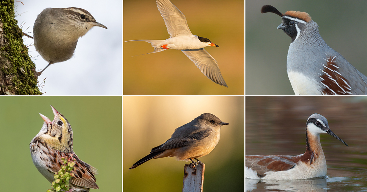  A photo grid of the following birds: Bewick's Wren, Forster's Tern, Gambel's Quail, Wilsons Phalarope, Say's Phoebe, and Henslow's Sparrow.