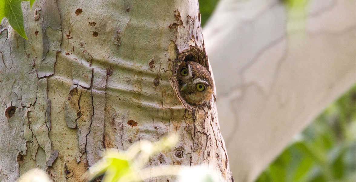 Elf Owl. 