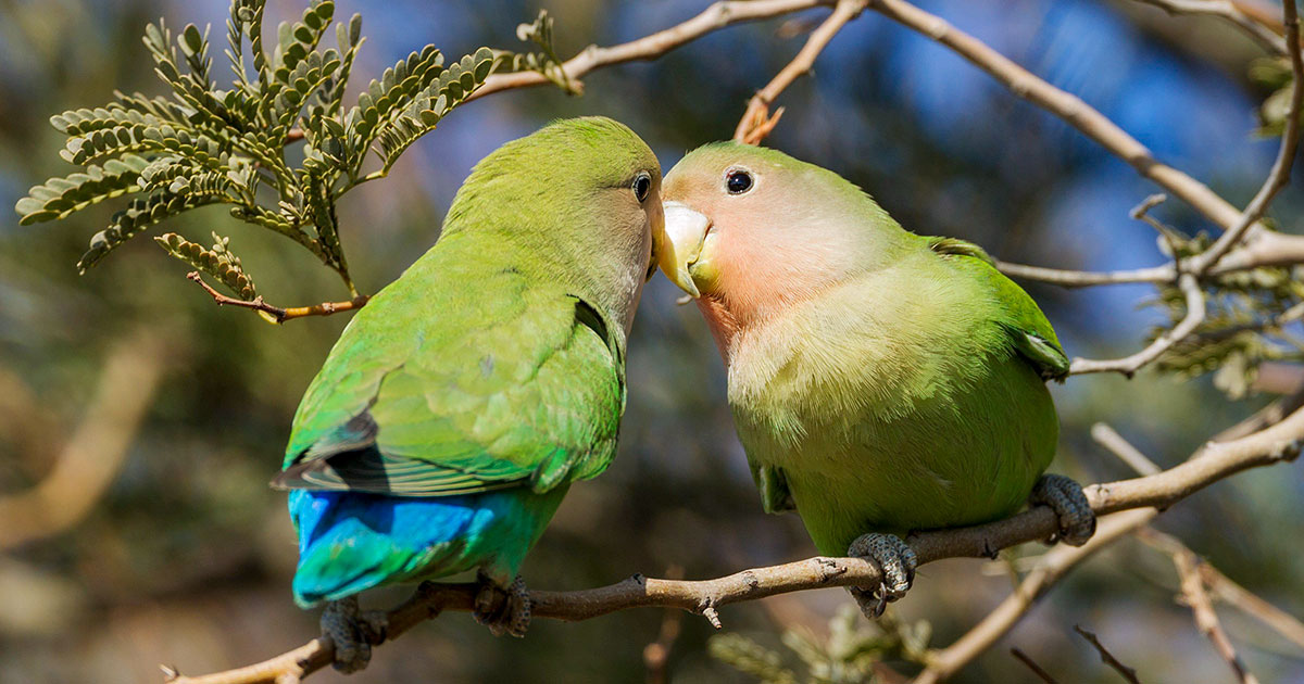 Rosy-faced Lovebirds.