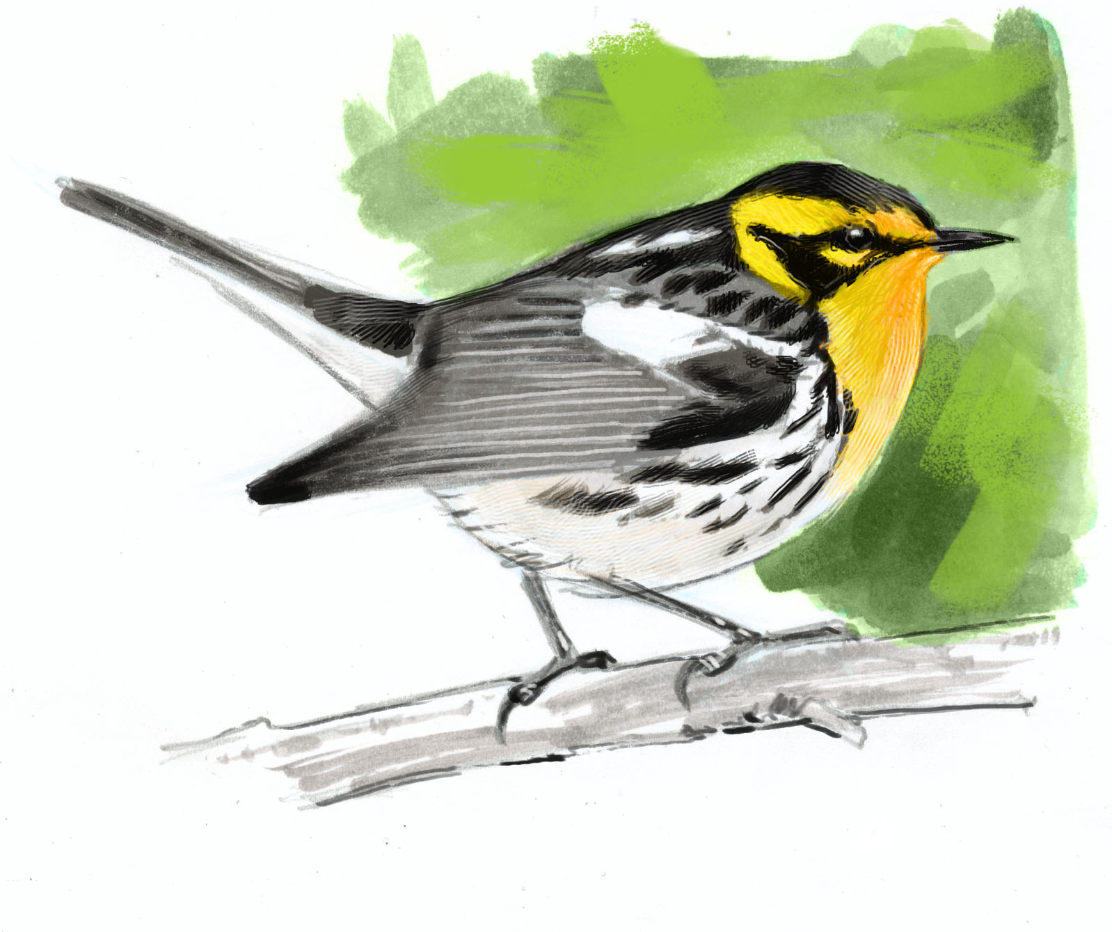 Blackburnian Warbler Drawing