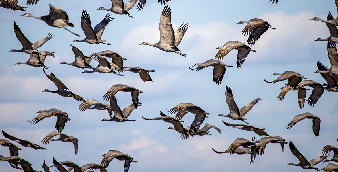 Sandhill Cranes.