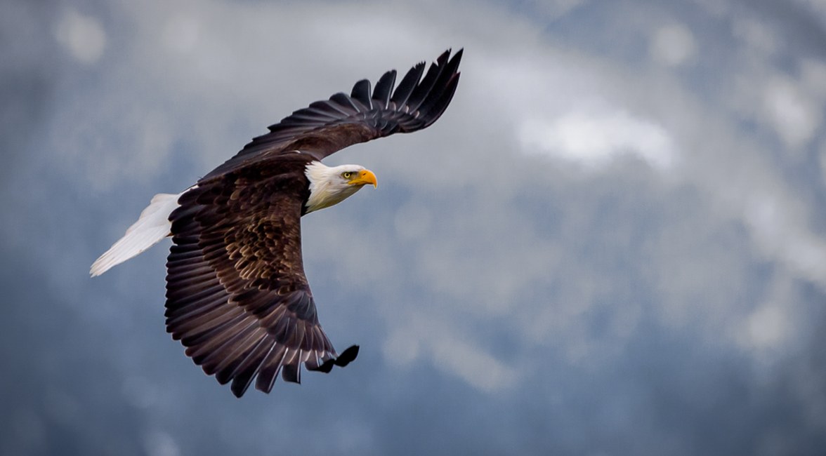 A Bald Eagle soars through the air, with a blurred background