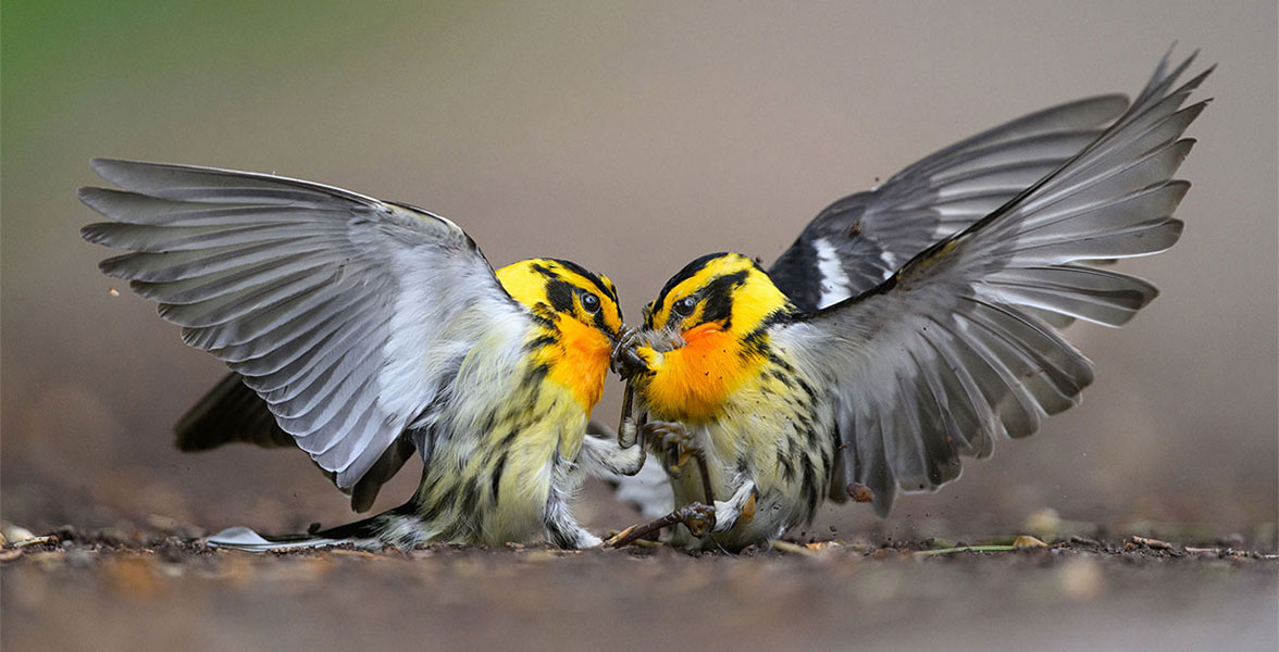 Blackburnian Warblers.