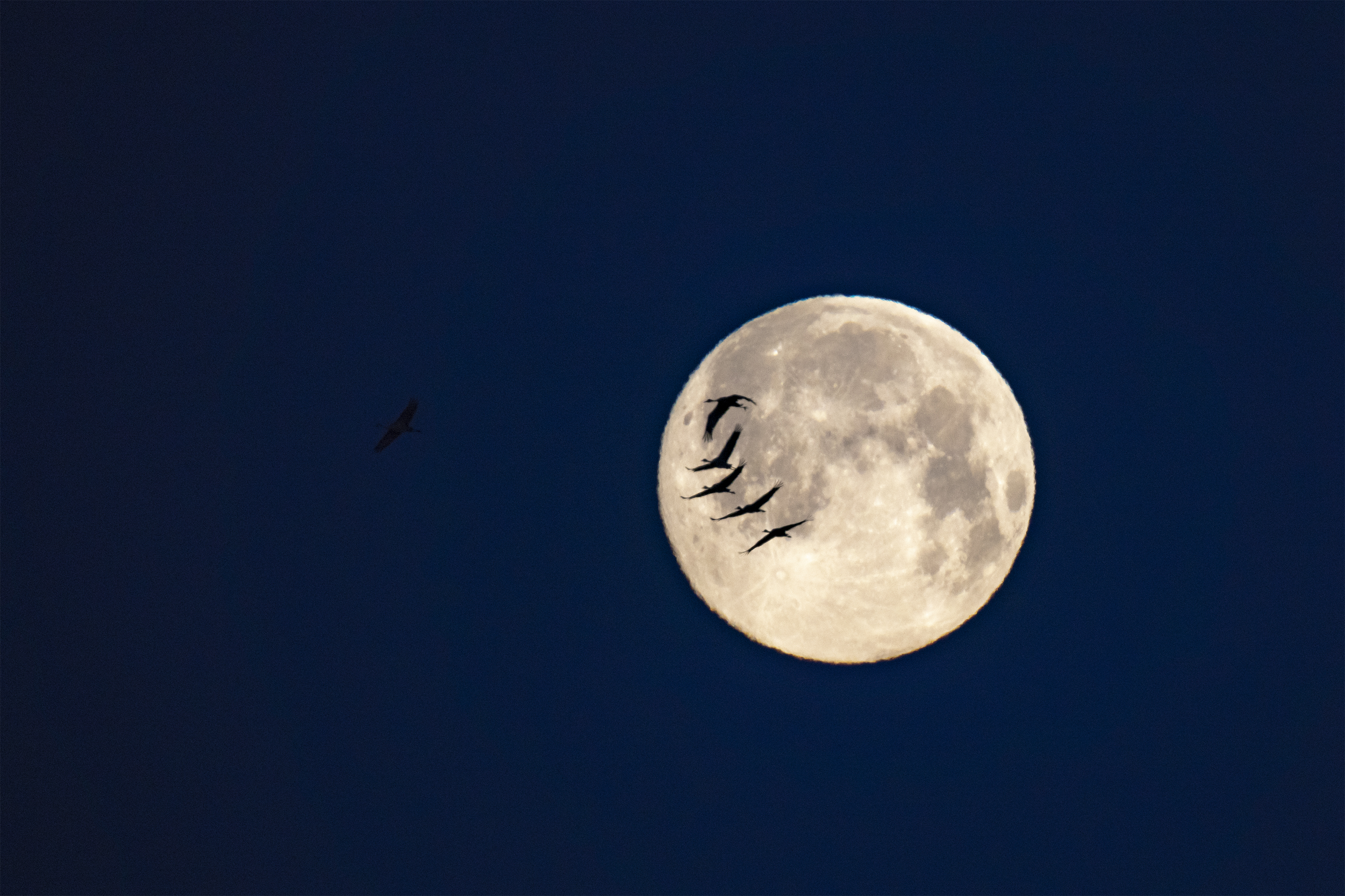 Sandhill Cranes across moon