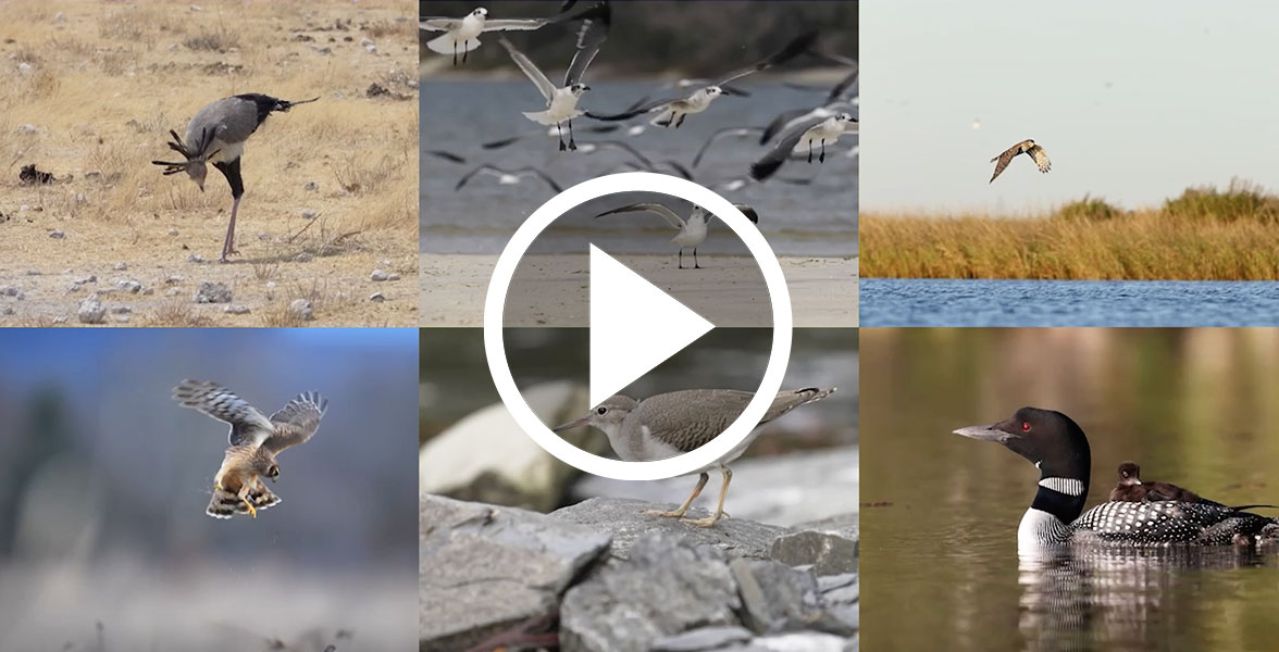 Video stills clockwise from top left: Secretarybird, Sonja Pedersen; Laughing Gulls, Tim Nicol; Northern Harrier, Tim Timmis; Common Loons, Harry Collins; Spotted Sandpiper, Eric Youngblood; Northern Harrier, Steve Chu.