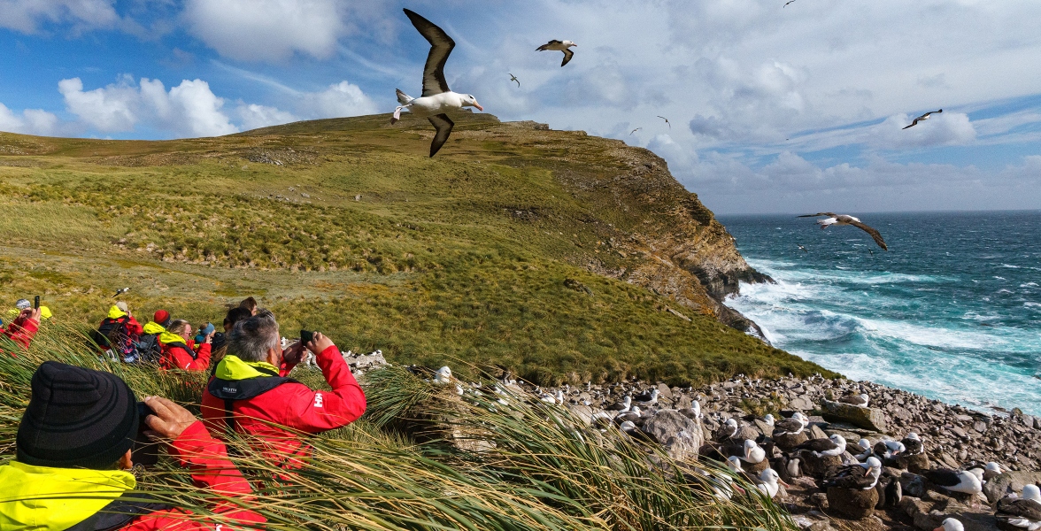 An expedition group comes upon various gulls on a coast side cliff.