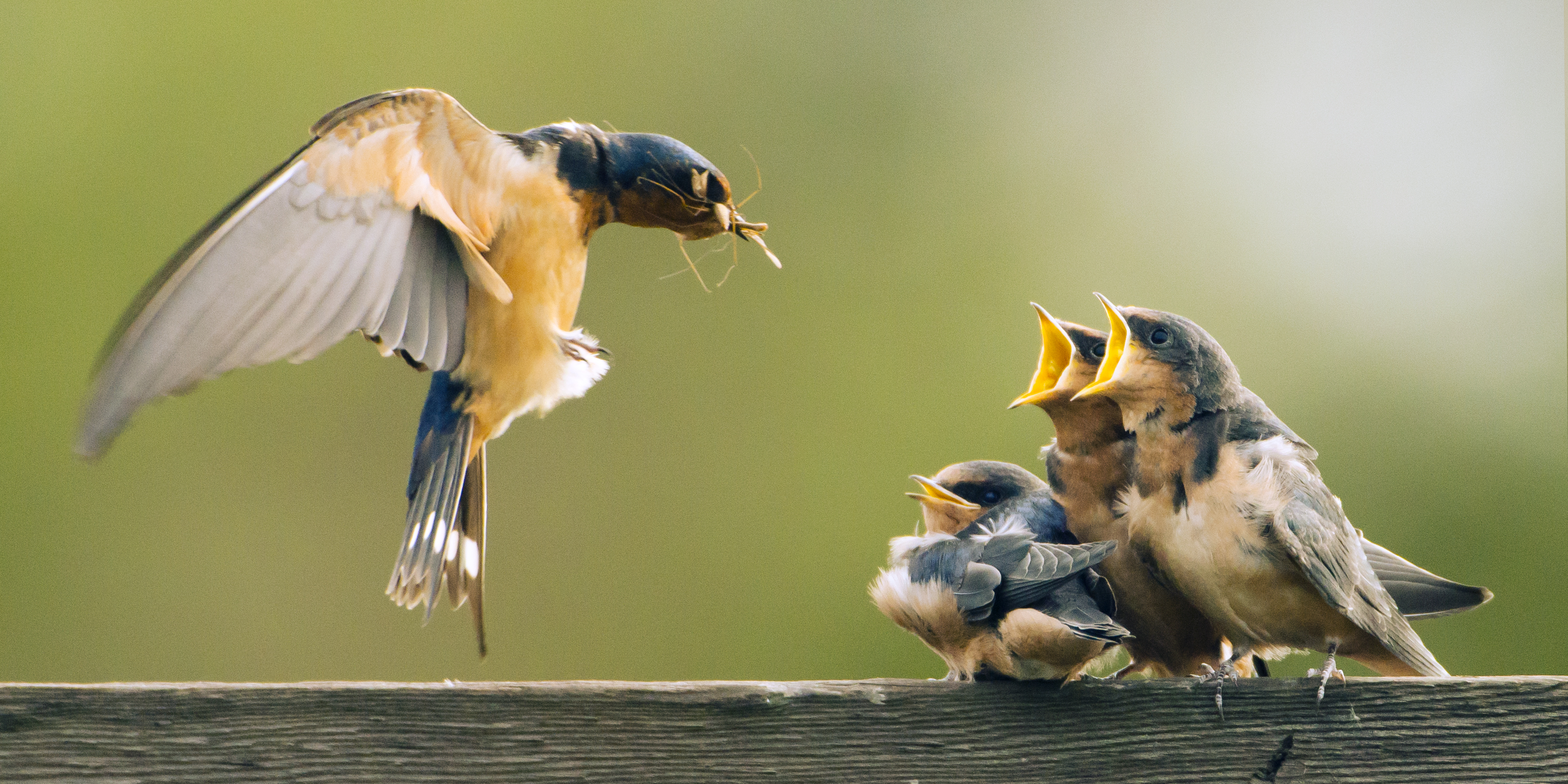 barn swallows