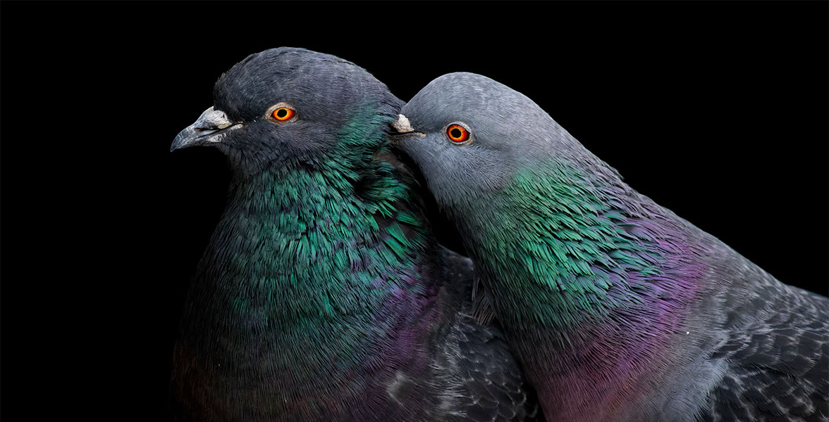 Rock Pigeons.