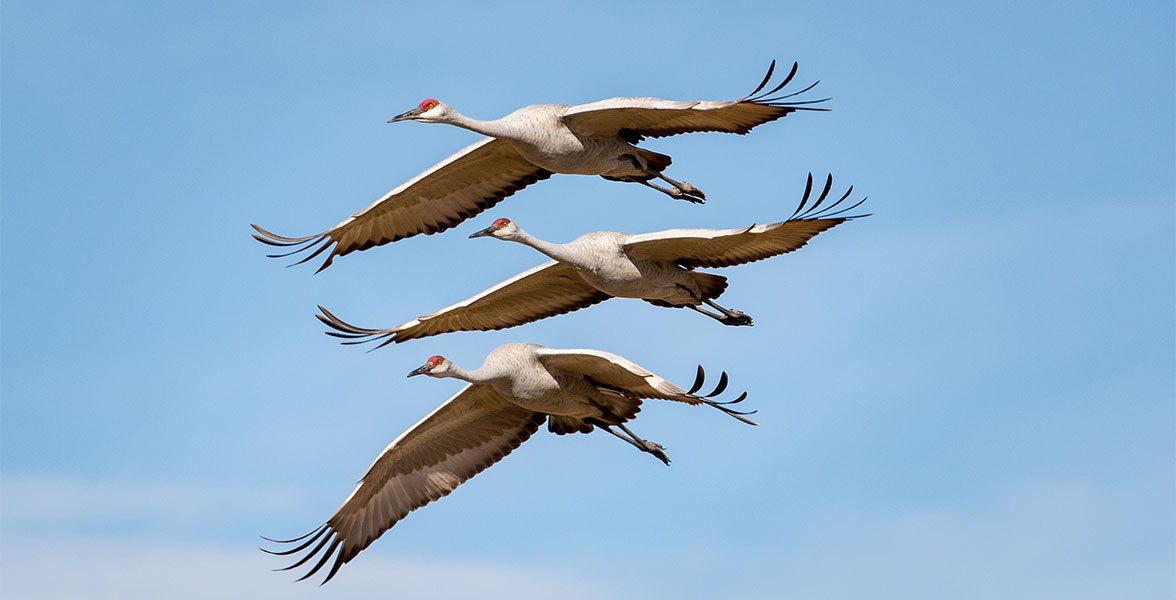 Sandhill Cranes.