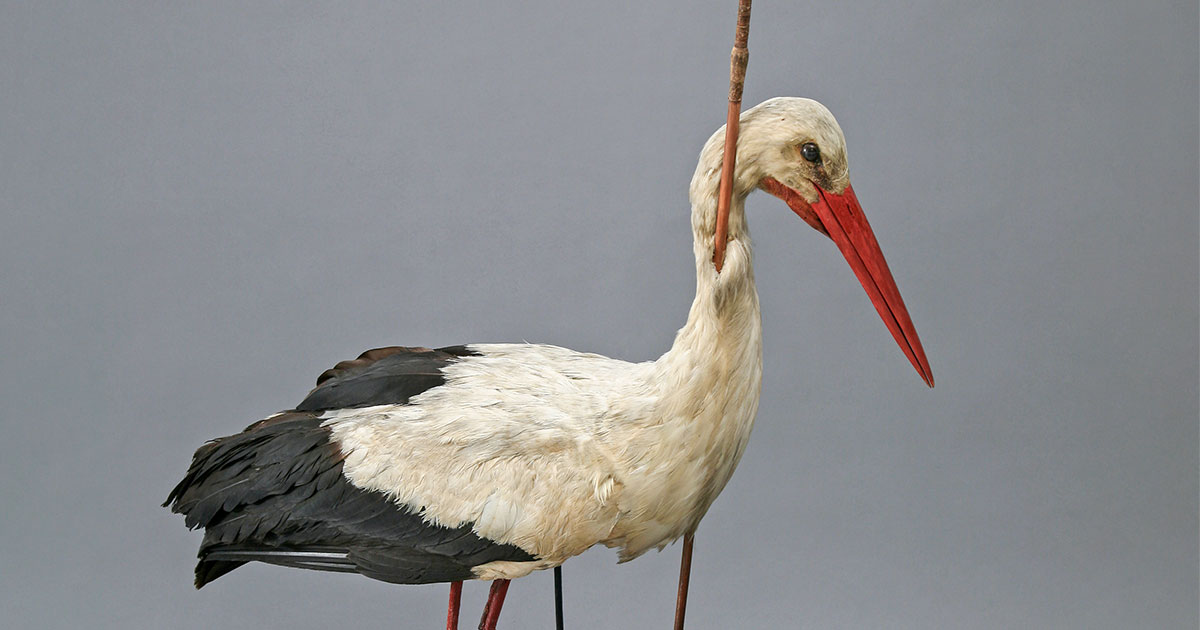 The pfeilstorch, or “arrow stork,” was a White Stork that changed our understanding of migration.