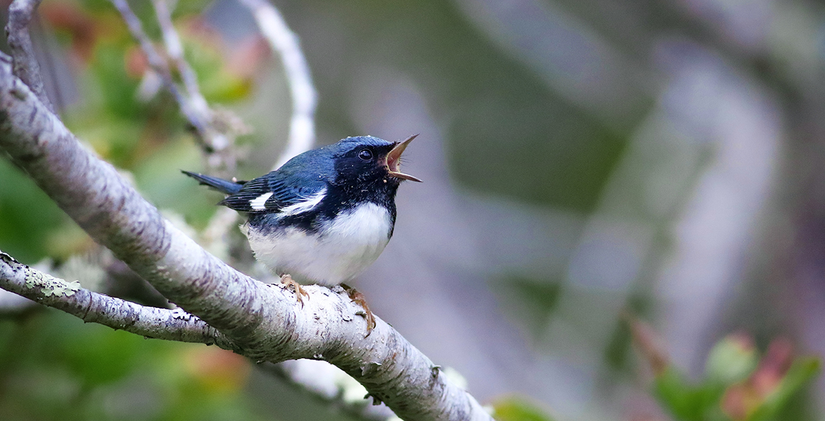 Black-throated Blue Warbler