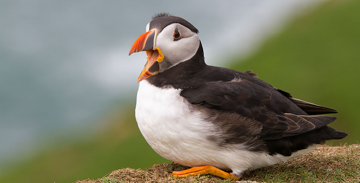 Atlantic Puffin