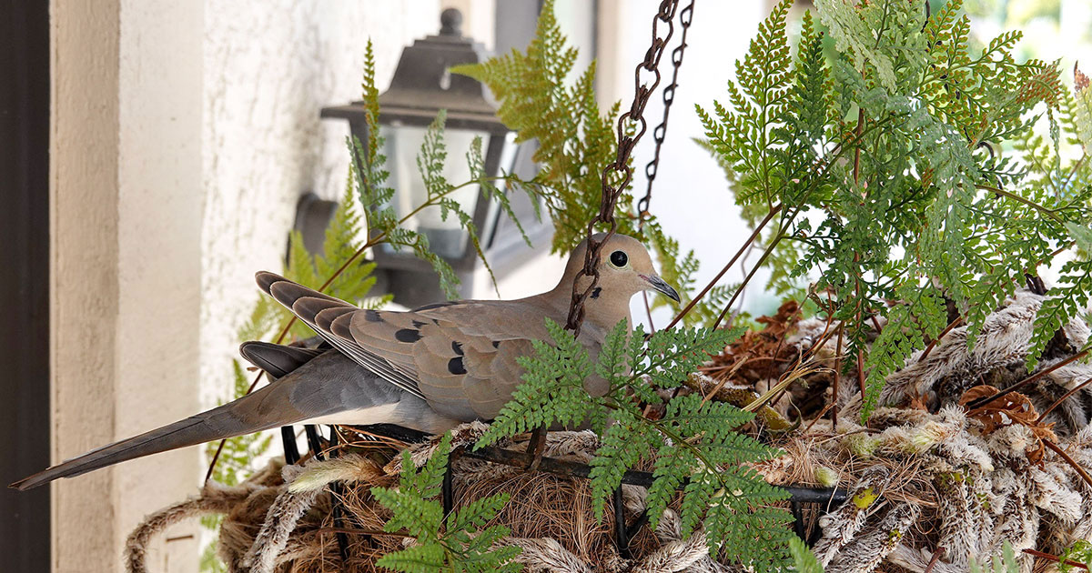 A Mourning Dove sits in a hanging planter basket.