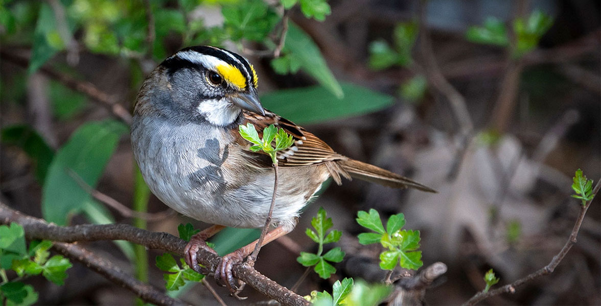 White-throated Sparrow.