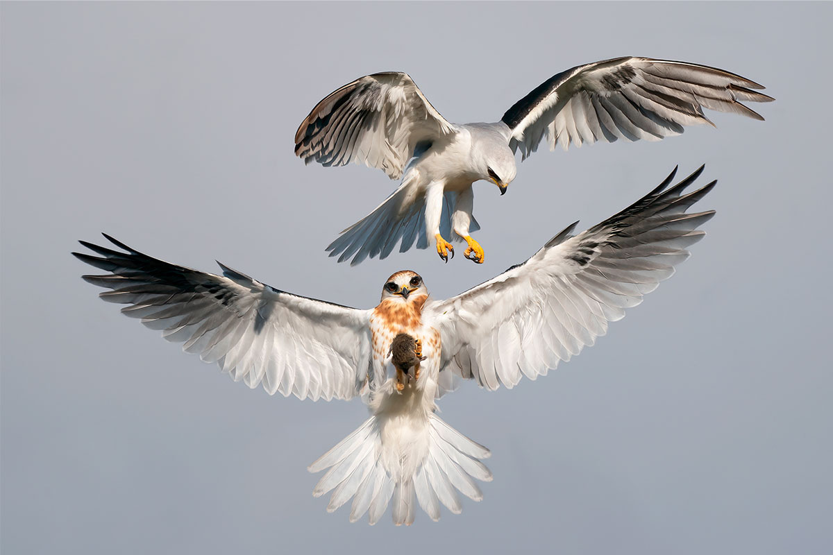 White-tailed Kites.