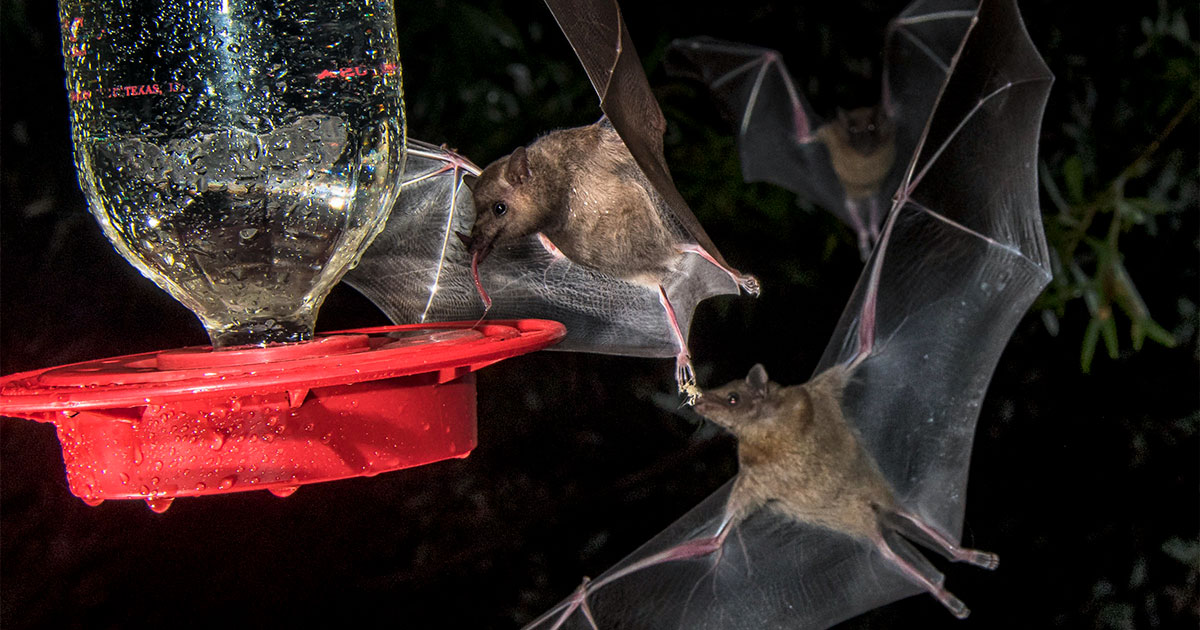 Lesser long-nosed bats at a hummingbird feeder in Arizona.