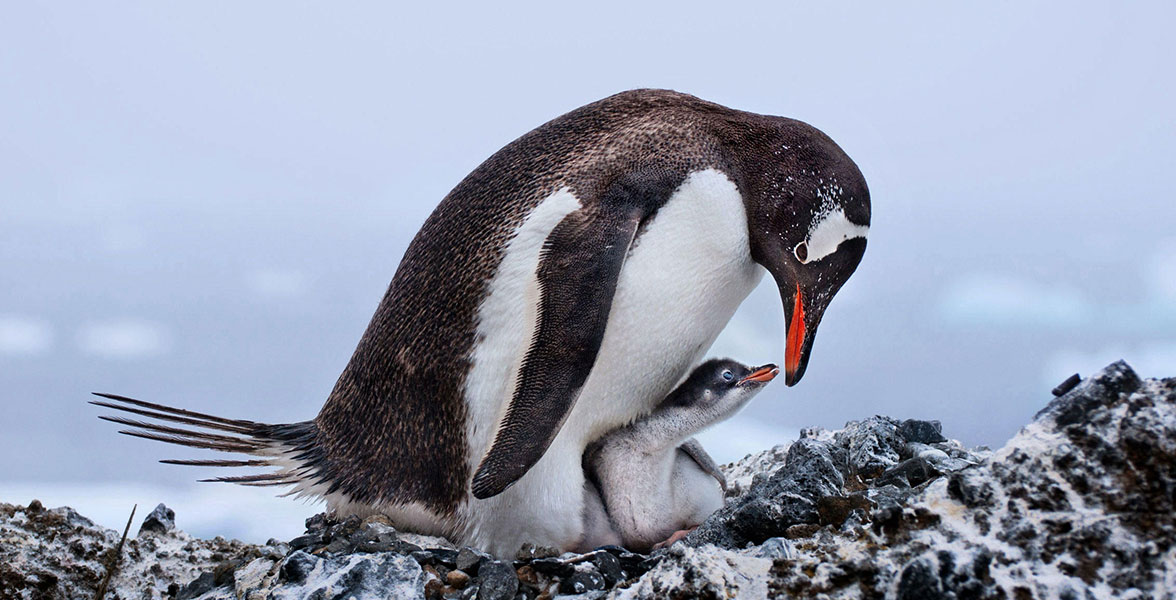 National Audubon Society