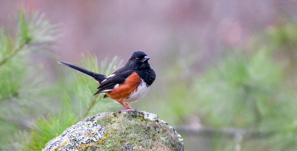 Eastern Towhee.