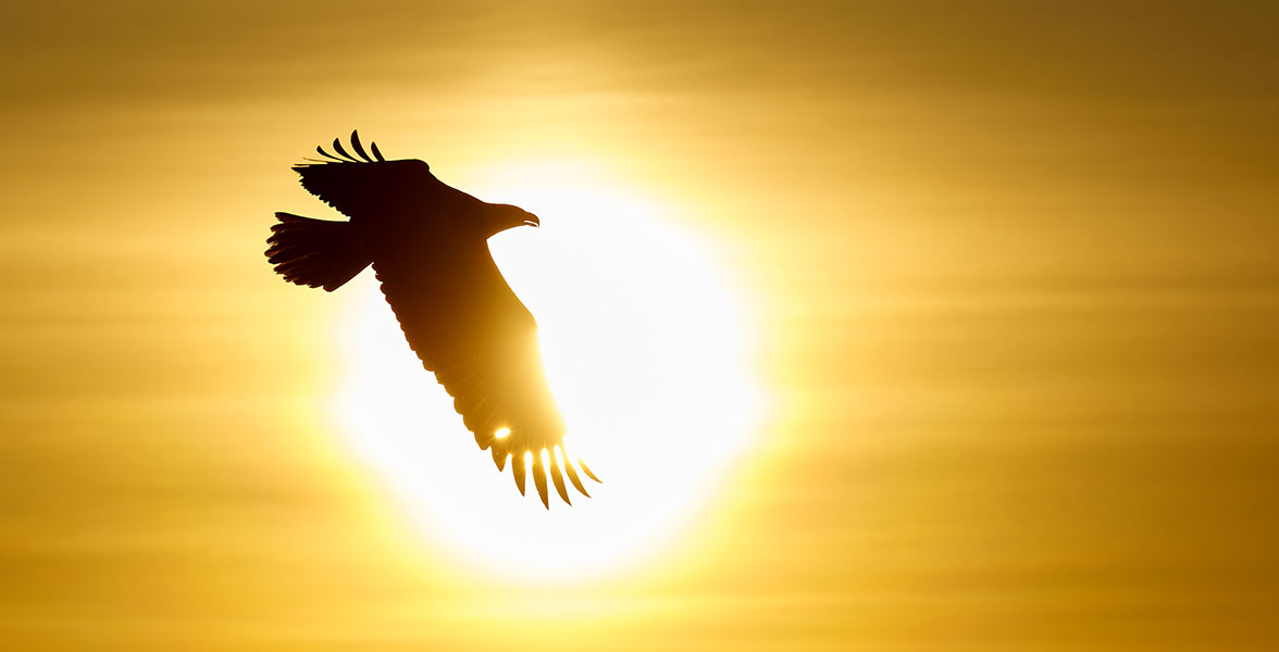A silhouette of a bird soaring through a sunset sky.