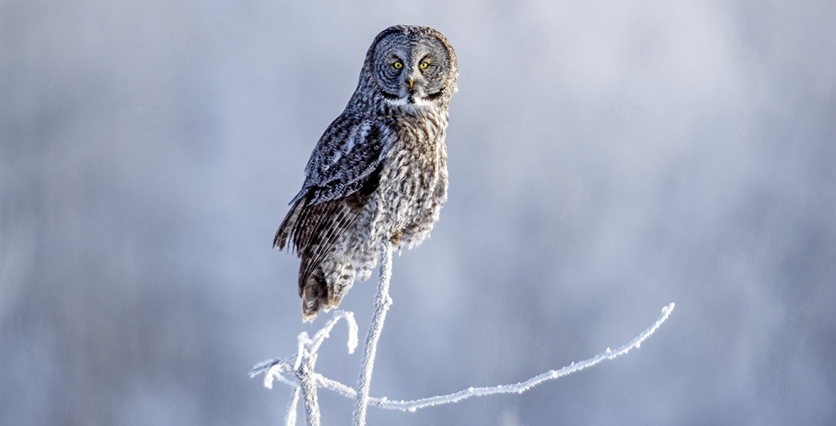 great gray owl