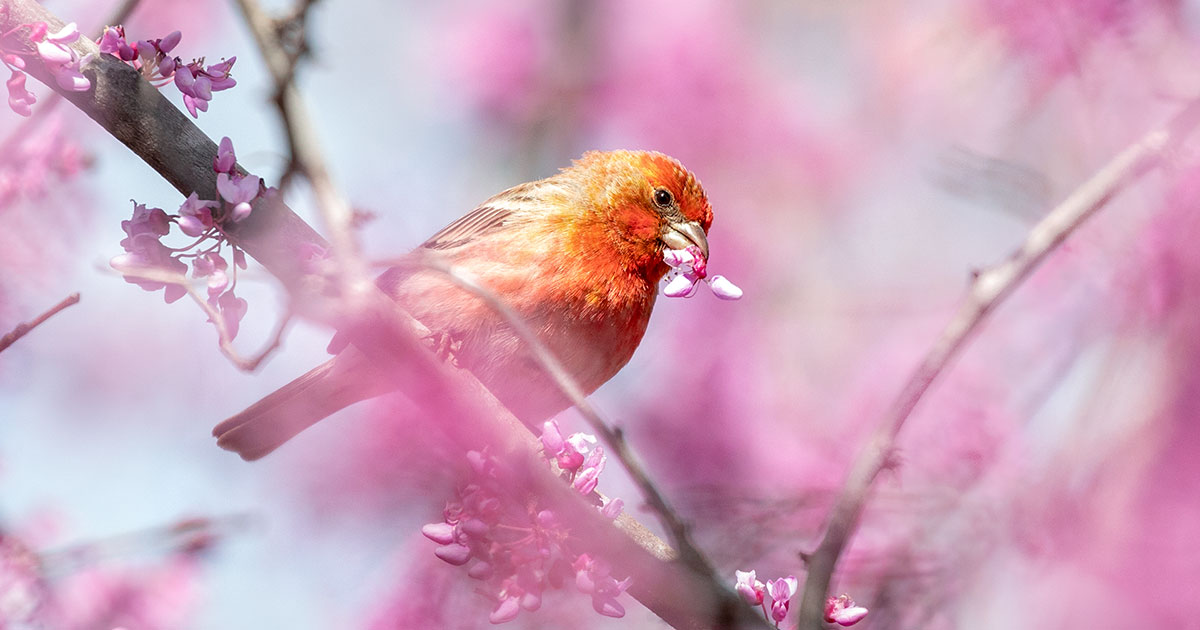 House Finch.