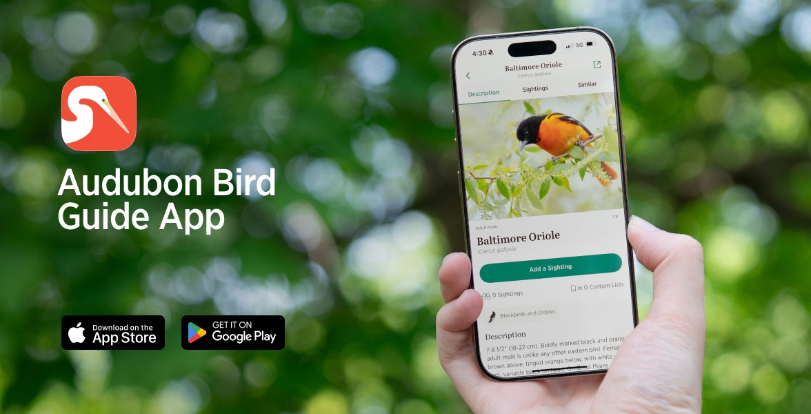 The Audubon Bird Guide app.