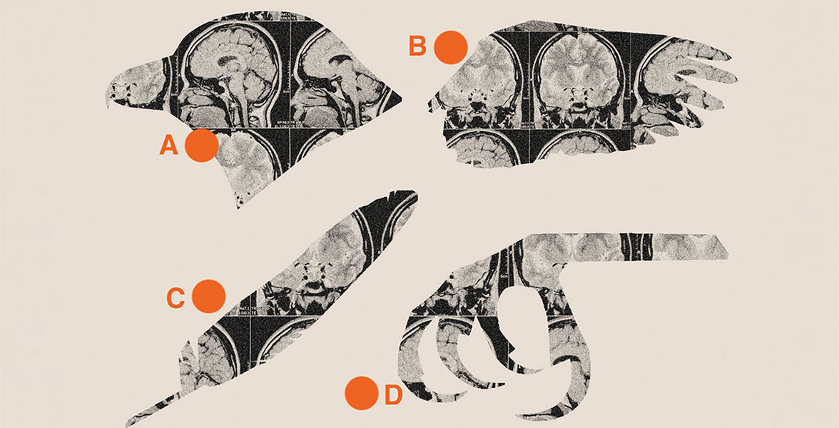 An illustration of birds' features.