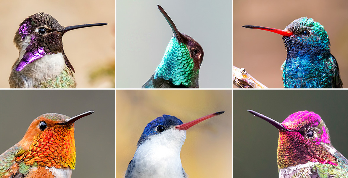A grid of western hummingbirds.