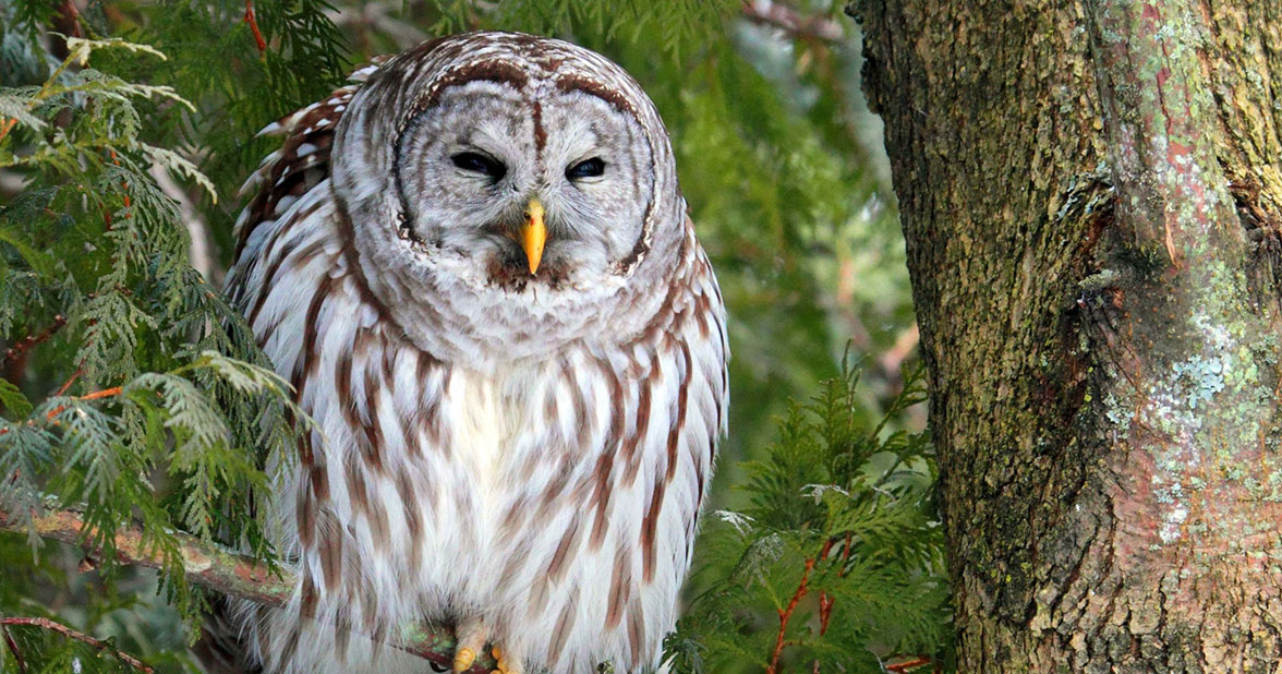 Barred Owl.