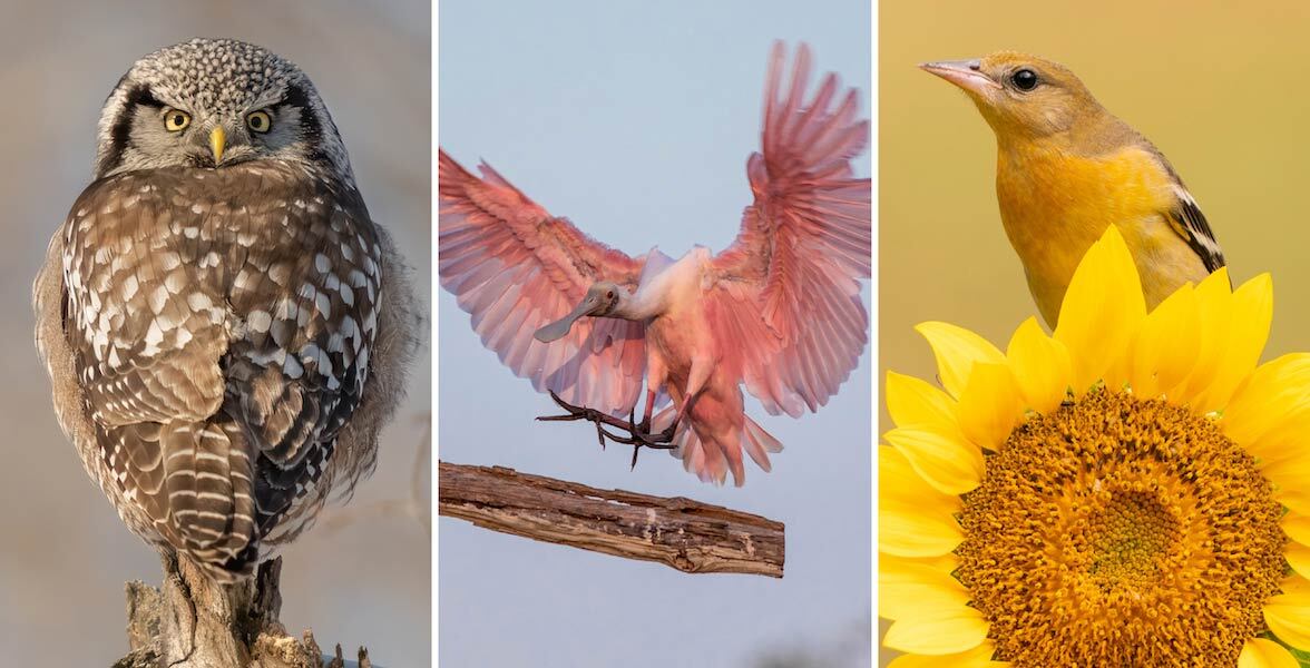 Northern Hawk Owl, Roseate Spoonbill, and Baltimore Oriole.