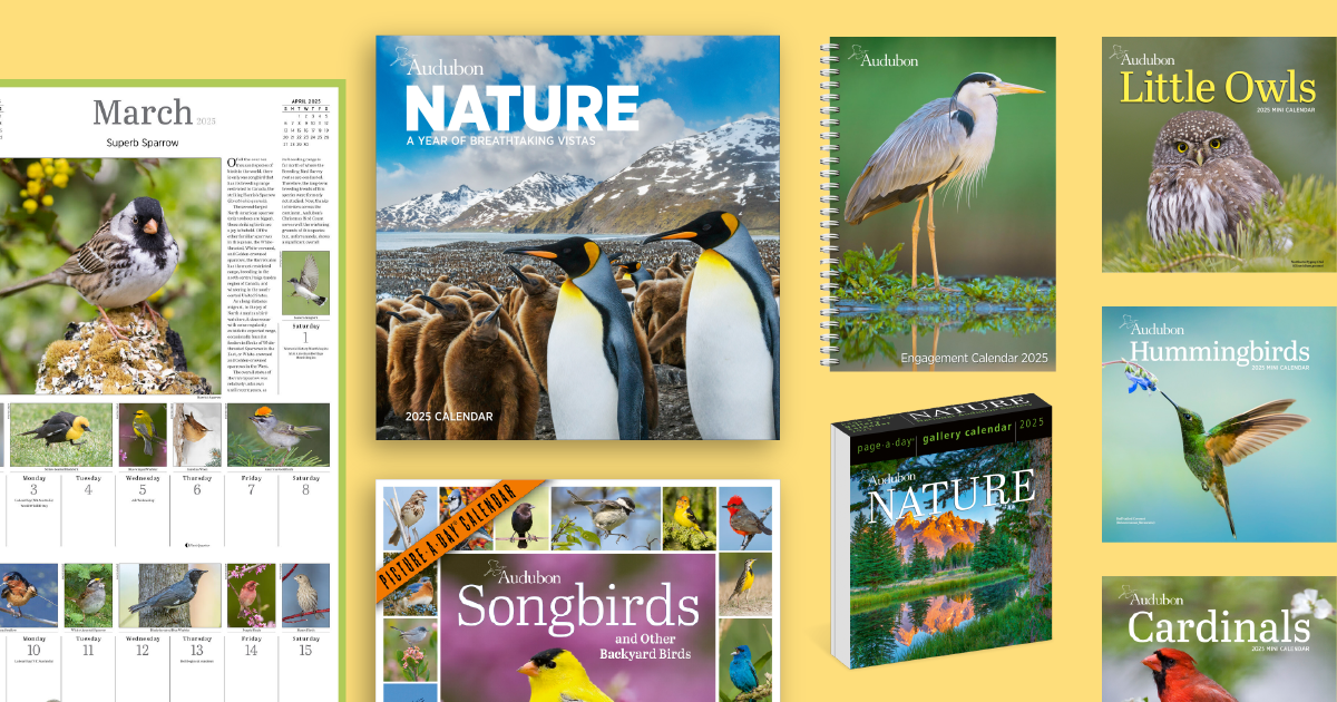 Collage of Audubon 2025 calendars.