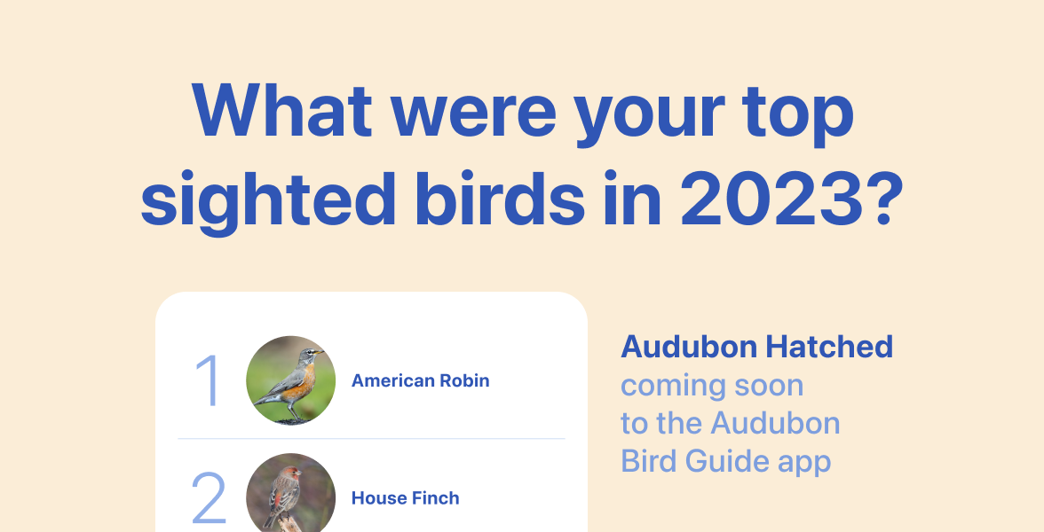 The header reads "What were your top sighted birds in 2023?" Below it is a list of birds, including the American Robin and House Finch. To the right of that is text reading, "Audubon Hatched coming soon to the Audubon Bird Guide app."