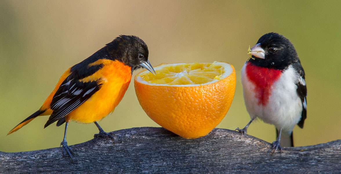 Baltimore Oriole and Rose-breasted Grosbeak.