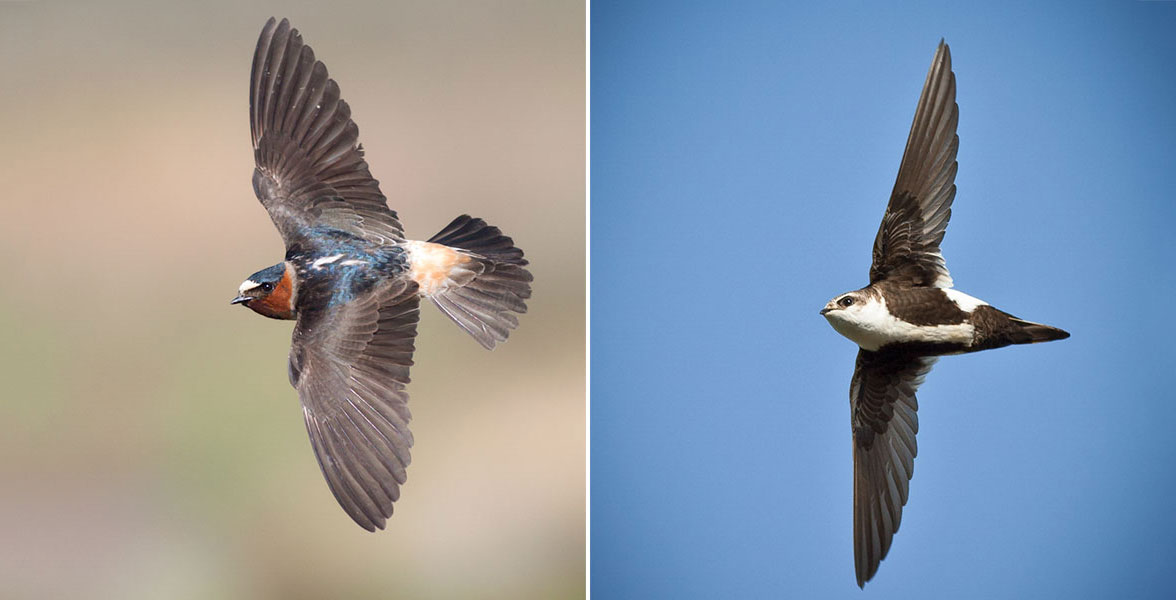 Left, Cliff Swallow; Right, White-throated Swift.