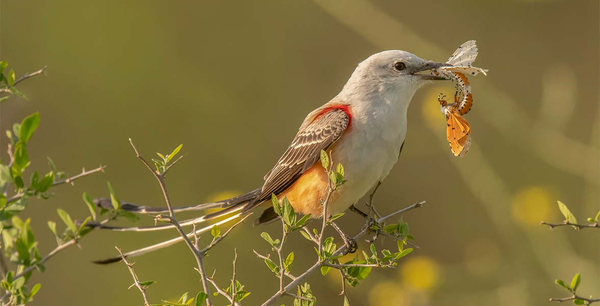 Scissor-tailed Flycatcher.