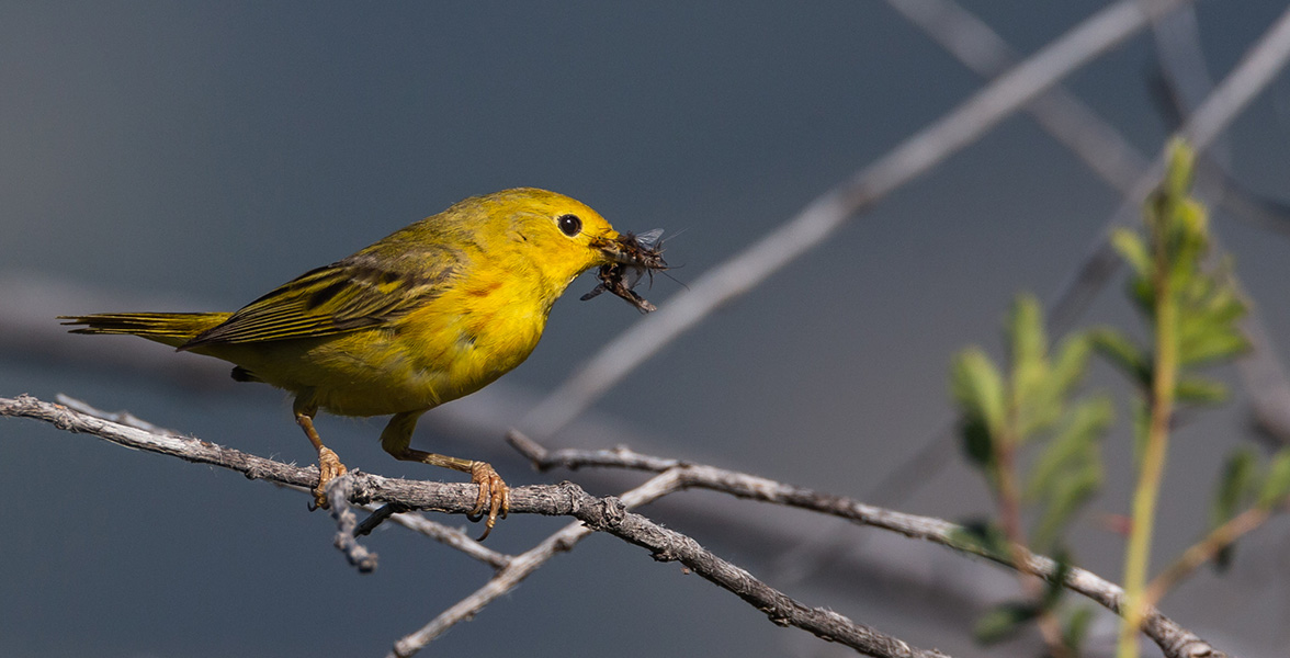 Yellow Warbler.