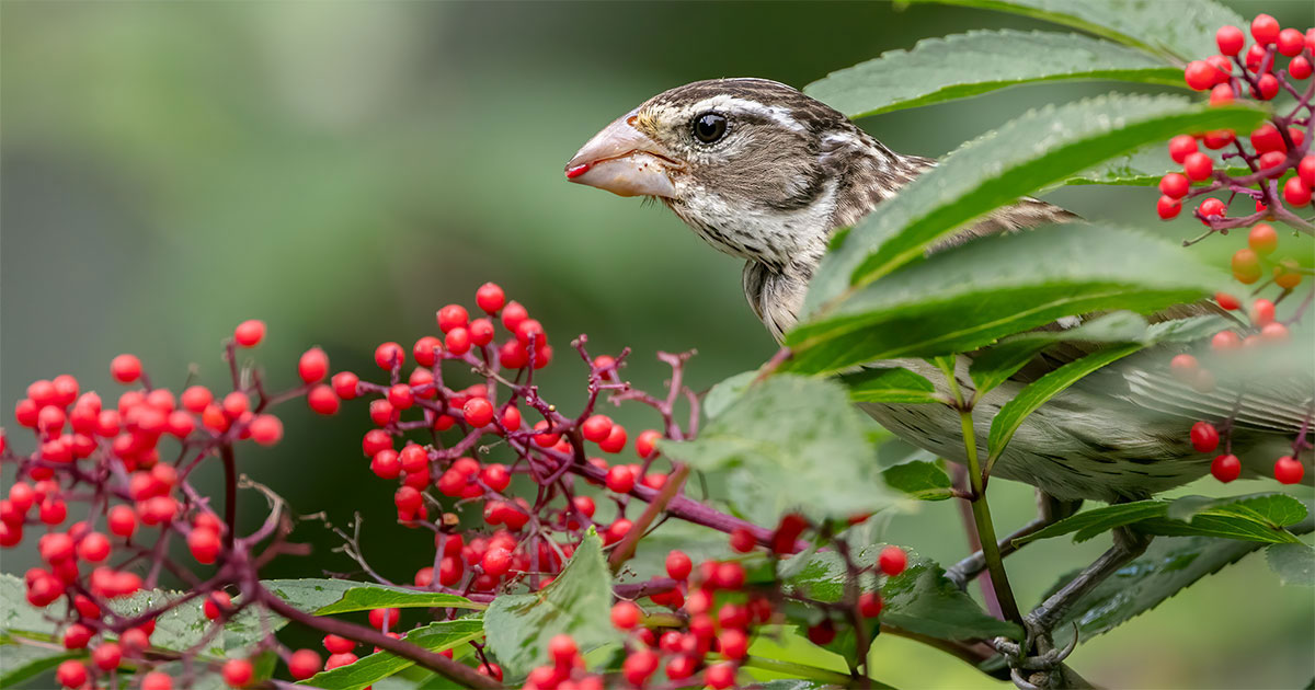 Rose-breasted Grosbeak on Red Elderberry.