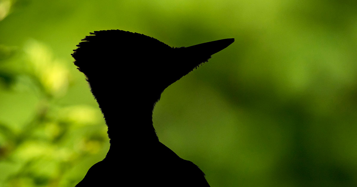 A bird's silhouette over a blurred background of lush, green forest.